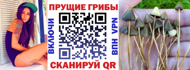 Псилоцибиновые грибы Magic Shrooms  Курчатов 