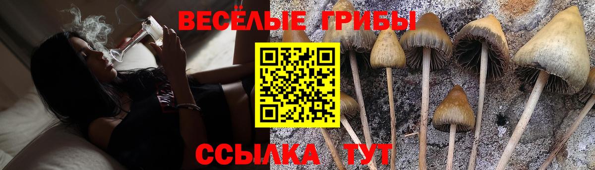 Курчатов  Галлюциногенные грибы MAGIC MUSHROOMS  Вход с VPN 
